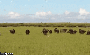 Video: Ba con báo săn “chơi lớn” tấn công cả bầy trâu rừng và cái kết ngỡ ngàng