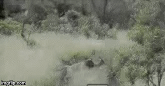 Video: So sánh giữa 2 sát thủ hàng đầu họ nhà mèo, loài nào tinh ranh hơn?