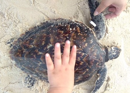 Quảng Trị: Nam sinh lớp 9 giải cứu cá thể đồi mồi quý hiếm