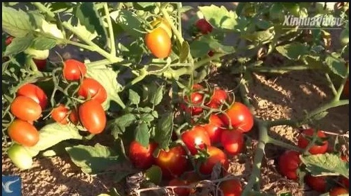 Kỳ tích của Trung Quốc khi biến cát sa mạc thành đất trồng cà chua, dưa hấu