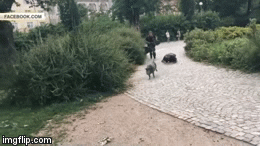 Video: Nghẹt thở xem cảnh sát, lính cứu hỏa và bác sĩ thú y vây bắt 4 con lợn trong 8 tiếng