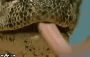 Video: Kỳ đà khổng lồ dùng tuyệt chiêu hạ sát con mồi trốn trong hang