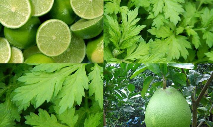 Cây thuốc nam chữa thoát vị đĩa đệm ít người biết