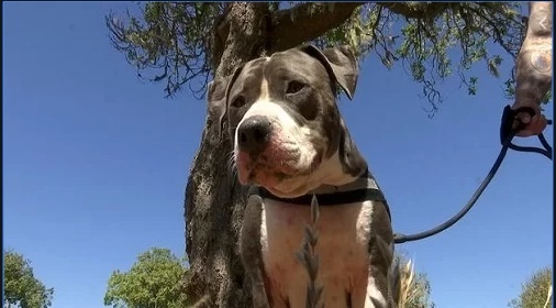 Ông chủ bị cá mập tấn công, chó pitbull lao tới cứu chủ thoát chết trong gang tấc