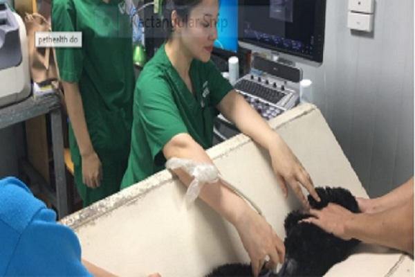 Niềm vui của 'bà mẹ Poodle' qua câu chuyện của nữ bác sỹ thú y