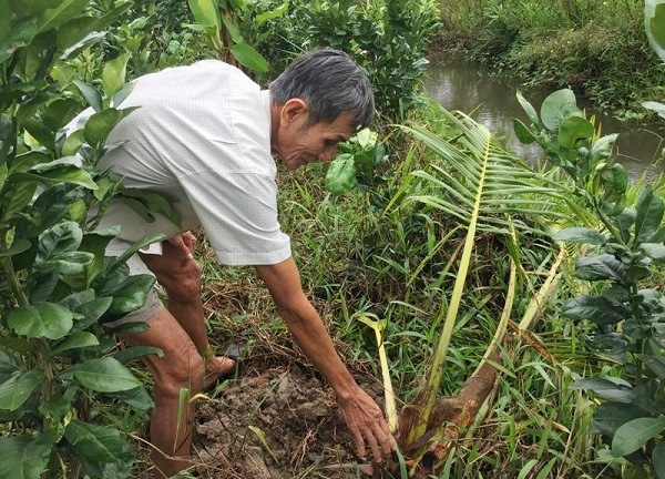 Truy tìm “con vật lạ” cắn phá vườn dừa khiến nông dân khóc ròng