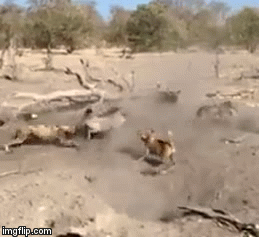 Video: Cố thủ trong hang sâu, lợn bướu vẫn bị bầy chó hoang lôi lên 