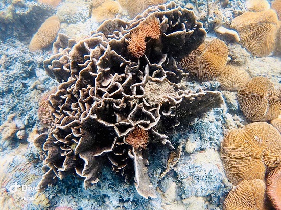 Những trải nghiệm dù đến Phú Quốc nhiều lần vẫn thèm 