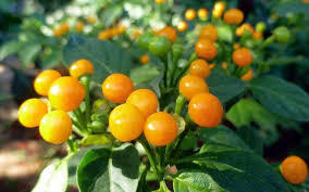 Giới nhà giàu mạnh tay mua loại quả dại có giá hơn nửa tỷ mỗi kg