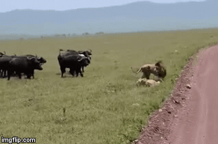 Video: Bầy trâu rừng “hỏi thăm” cặp sư tử và cái kết ngỡ ngàng