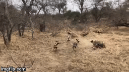 Video: Cuộc đụng độ khốc liệt giữa bầy chó hoang và linh cẩu bên xác con mồi