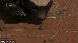 Video: Lửng mật nhai ngấu nghiến đầu rắn độc sau trận huyết chiến kinh hoàng