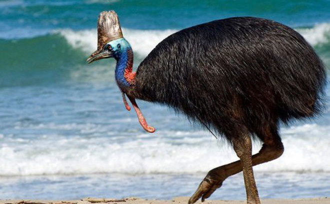 Video: Cận cảnh loài chim nguy hiểm nhất thế giới, có thể khiến đối thủ bỏ mạng chỉ bằng một cú đá