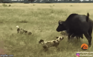 Video: Trâu rừng bị bầy chó hoang hành hạ khổ sở, hạ sát 5 nghé con ngay trước mặt