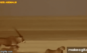 Video: Linh dương sừng kiếm dùng vũ khí chết người truy quét kẻ thù, cứu con non