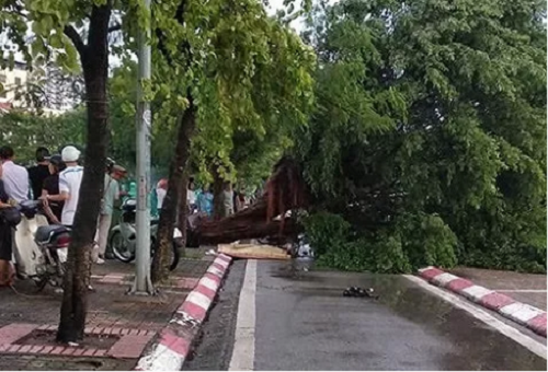 Nam thanh niên bị cây si cổ thụ đổ trúng người, tử vong tại chỗ