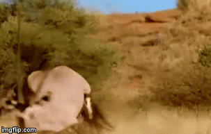 Video: Tấn công nhầm con mồi, báo hoa mai nhận cái kết ngỡ ngàng