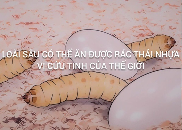 Loài sâu ăn nhựa: Vị cứu tinh cho rác thải nhựa toàn cầu