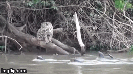 Video: Dám xâm phạm lãnh địa của