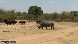 Video: Tê giác xuất hiện, đàn trâu rừng dạt về 1 bên nhường chỗ 