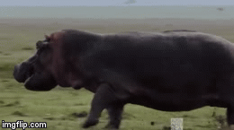 Video: Hà mã bất ngờ nổi điên, rượt đuổi kẻ thù bỏ chạy 