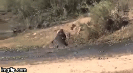 Cuộc chiến giữa 2 bá vương, một trên cạn, một dưới nước: Kết cục ra sao?