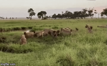 Cuộc chiến sinh tồn: Linh cẩu trả giá đắt cho sai lầm nghiêm trọng