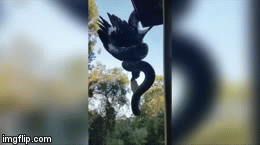 Video: Trăn khổng lồ treo ngược trên mái nhà siết chết chim rồi nuốt chửng không thương tiếc