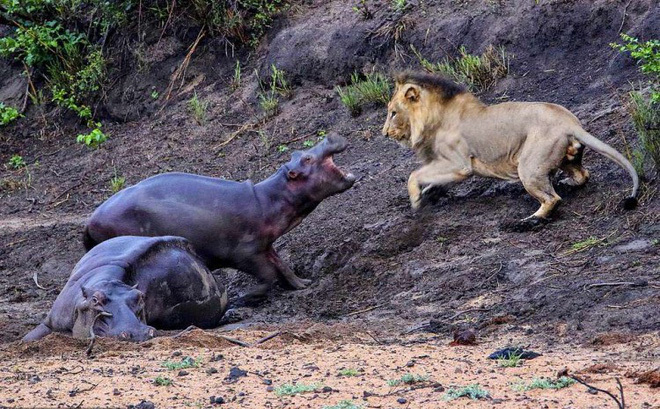 Video: Đi kiếm ăn đơn độc hà mã bị bầy sư tử phục kích 