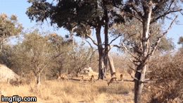 Video: Báo đốm lao từ trên cây xuống bắt sống linh dương 