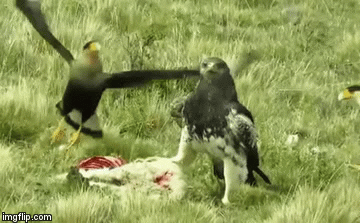 Video: Vất vả đi săn, đại bàng giương mắt nhìn kẻ thù hưởng thành quả của mình