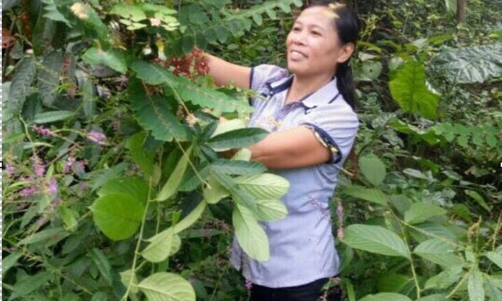 Thông mạch, bổ khí, khỏi bệnh đau nhức xương khớp nhờ bài thuốc trên đỉnh núi Ba Vì