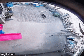 Video: Rắn hổ mang mắc sai lầm nghiêm trọng khiến nó phải trả giá đắt nhất