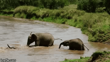 Video: Xúc động bầy voi hợp sức cứu voi con bị nước cuốn trôi