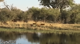 Video: Trận huyết chiến kinh hoàng giữa 2 loài ăn thịt đáng sợ nhất châu Phi bên bờ sông