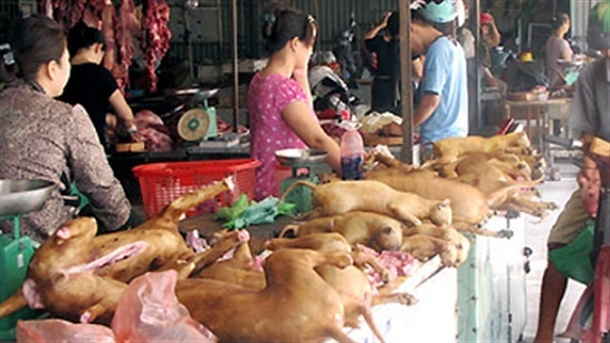 TP.HCM vận động người dân bỏ ăn thịt chó
