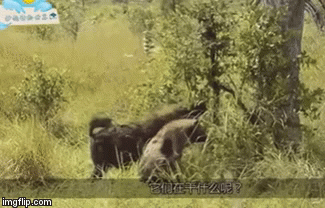 Video: Sư tử truy sát cả đàn linh cẩu và giết chết kẻ sỉ nhục mình