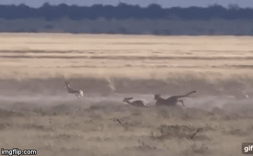 Video: Bỏ qua hàng loạt con mồi béo bở, báo săn khiến người xem ngỡ ngàng