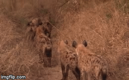 Video: Bị linh cẩu “hạ nhục”, ba con sư tử không dám ho he, trèo tót lên cây trốn