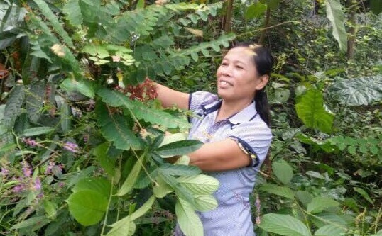 Bật mí phương pháp chữa đau nhức xương khớp của dân tộc Dao