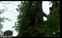 Video: Tránh linh cẩu, báo hoa mai phải chen chúc trên cây lánh nạn và cái kết