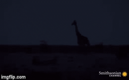 Video: Nhăm nhe hạ sát hươu cao cổ trong đêm, sư tử lĩnh trọn cú đá hậu