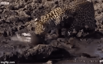 Video: Thân chinh xuống bùn lầy để “thay đổi thực đơn”, con mồi mà báo hoa mai xuống tay có gì đặc biệt