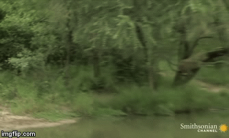 Màn giải cứu nghẹt thở: Đàn linh cẩu chạy té khói vì kẻ cứu viện dũng mãnh