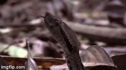 Video: Lạnh gáy cảnh 