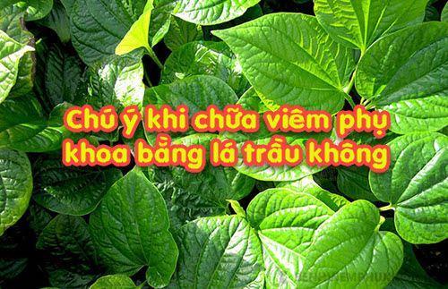 Cách chữa nấm phụ khoa bằng lá trầu không