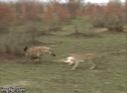 Video: Linh cẩu khát máu 