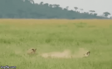 Video: Lợn bướu phi hết tốc lực húc văng báo hoa mai cứu con