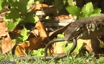 Video: Kỳ đà Monitor quăng quật rắn đến chết rồi nuốt trọn