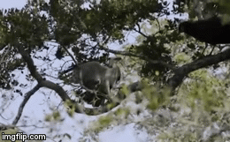 Video: Công cà khịa loài chim ăn thịt khét tiếng và cái kết bất ngờ